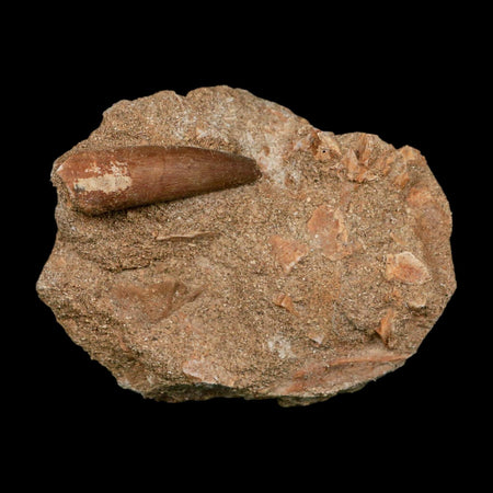 1.5" Plesiosaur Zarafasaura Tooth Fossil In Matrix Cretaceous Dinosaur Era COA