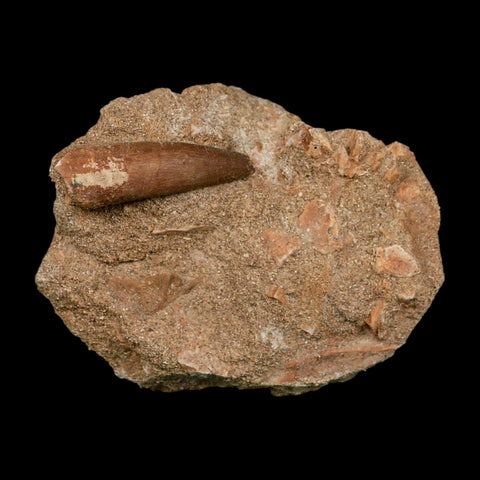 1.5" Plesiosaur Zarafasaura Tooth Fossil In Matrix Cretaceous Dinosaur Era COA - Fossil Age Minerals