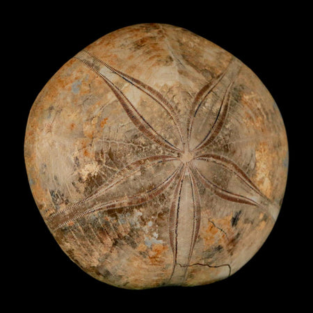 67MM Pygurus Marmonti Sea Urchin Fossil Sand Dollar Jurassic Age Madagascar