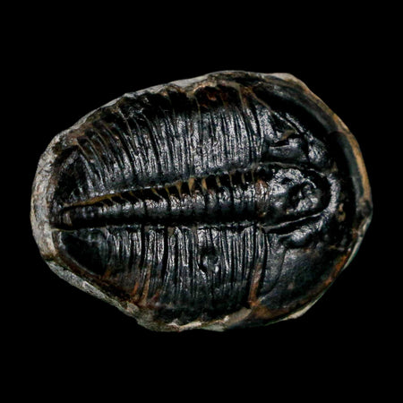 1" Elrathia Kingi Trilobite Fossil Utah Cambrian Age 521 Million Years Old COA