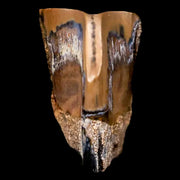 0.5" Corythosaurus Fossil  Tooth Judith River FM MT Cretaceous Dinosaur COA, Display