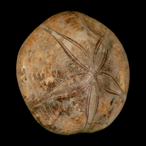 67MM Pygurus Marmonti Sea Urchin Fossil Sand Dollar Jurassic Age Madagascar - Fossil Age Minerals