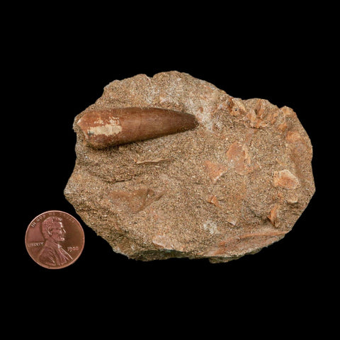 1.5" Plesiosaur Zarafasaura Tooth Fossil In Matrix Cretaceous Dinosaur Era COA - Fossil Age Minerals