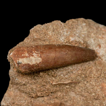 1.5" Plesiosaur Zarafasaura Tooth Fossil In Matrix Cretaceous Dinosaur Era COA