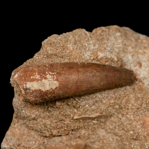 1.5" Plesiosaur Zarafasaura Tooth Fossil In Matrix Cretaceous Dinosaur Era COA - Fossil Age Minerals