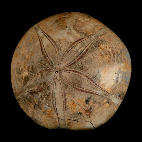 67MM Pygurus Marmonti Sea Urchin Fossil Sand Dollar Jurassic Age Madagascar - Fossil Age Minerals