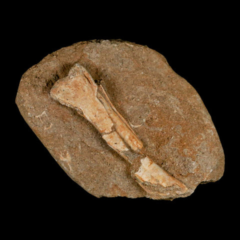 4.2" Pterosaur Tethydraco Regalis Fossil Bone Upper Cretaceous Morocco Stand COA - Fossil Age Minerals