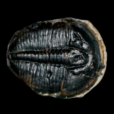 1" Elrathia Kingi Trilobite Fossil Utah Cambrian Age 521 Million Years Old COA