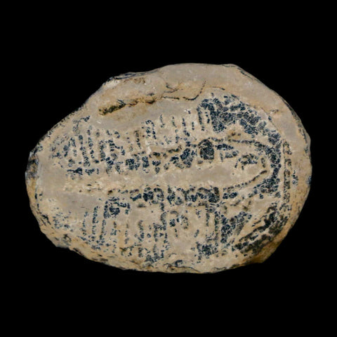 1" Elrathia Kingi Trilobite Fossil Utah Cambrian Age 521 Million Years Old COA