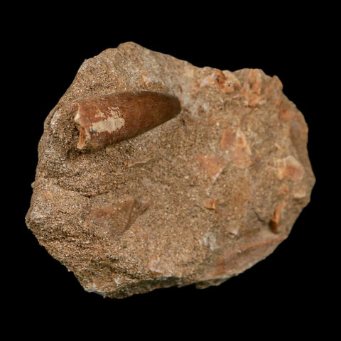 1.5" Plesiosaur Zarafasaura Tooth Fossil In Matrix Cretaceous Dinosaur Era COA - Fossil Age Minerals