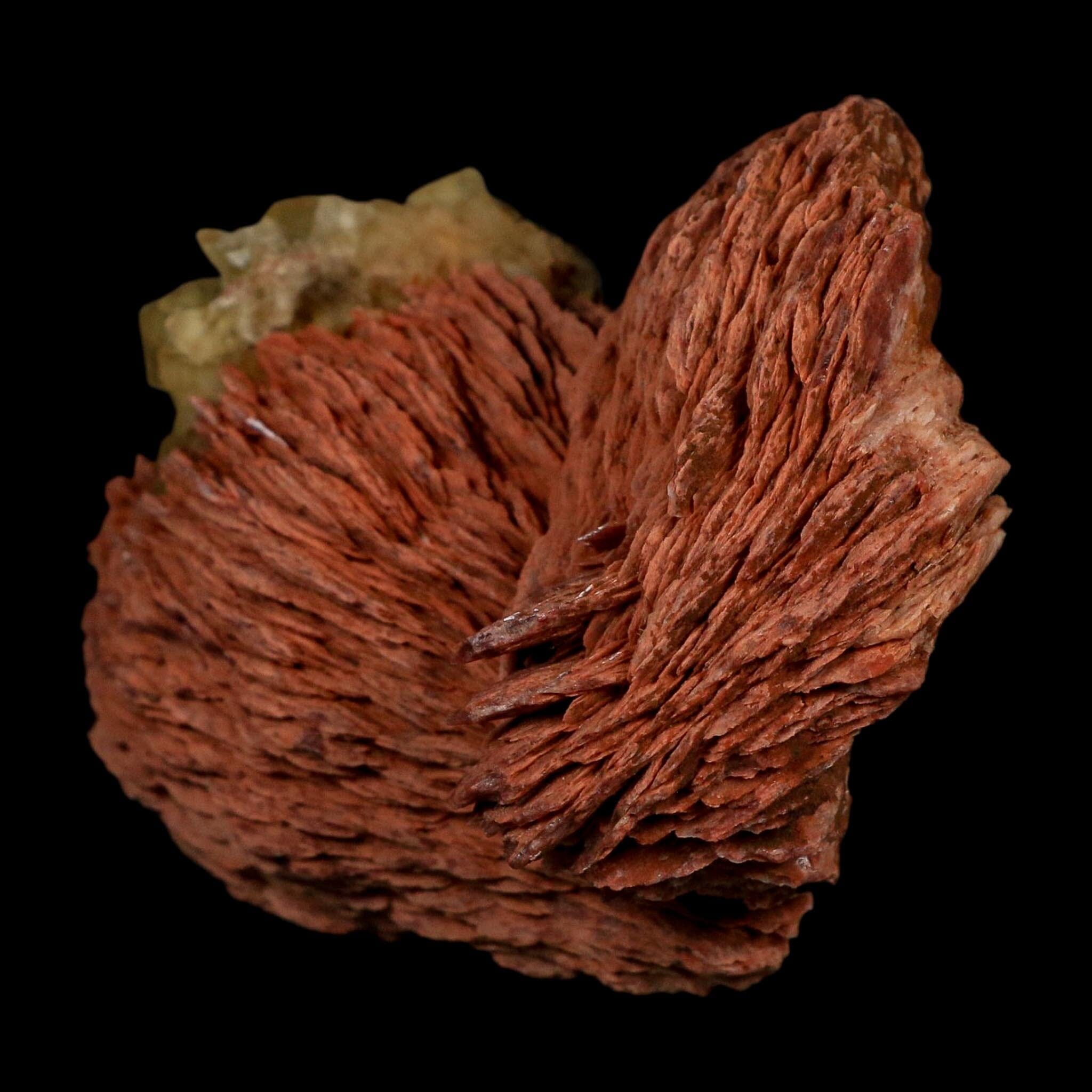 3.7" Yellow Fluorite on Orange Barite Blade Crystals Minerals Taouirirt Morocco - Fossil Age Minerals