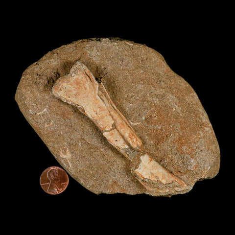 4.2" Pterosaur Tethydraco Regalis Fossil Bone Upper Cretaceous Morocco Stand COA - Fossil Age Minerals