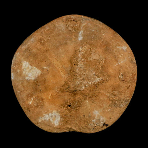 67MM Pygurus Marmonti Sea Urchin Fossil Sand Dollar Jurassic Age Madagascar - Fossil Age Minerals