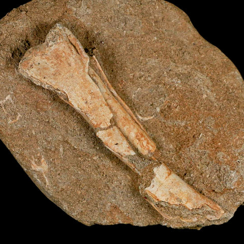 4.2" Pterosaur Tethydraco Regalis Fossil Bone Upper Cretaceous Morocco Stand COA - Fossil Age Minerals