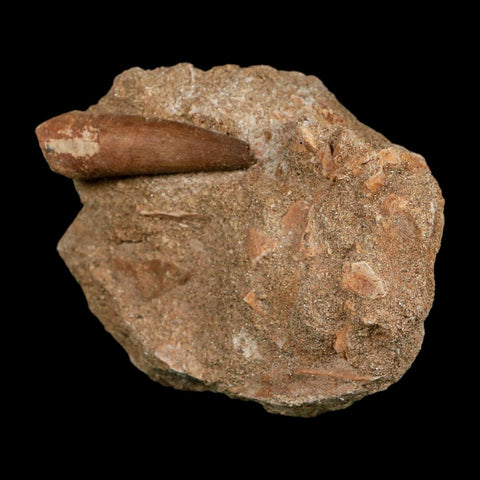 1.5" Plesiosaur Zarafasaura Tooth Fossil In Matrix Cretaceous Dinosaur Era COA - Fossil Age Minerals