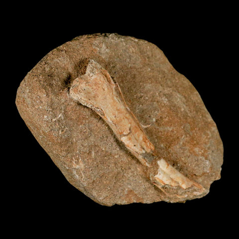 4.2" Pterosaur Tethydraco Regalis Fossil Bone Upper Cretaceous Morocco Stand COA - Fossil Age Minerals