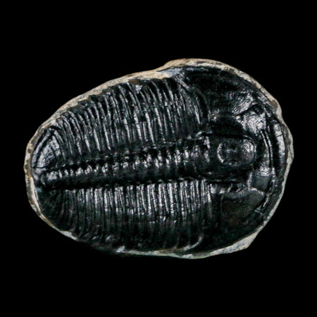 1" Elrathia Kingi Trilobite Fossil Utah Cambrian Age 521 Million Years Old COA