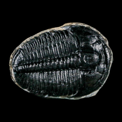 1" Elrathia Kingi Trilobite Fossil Utah Cambrian Age 521 Million Years Old COA
