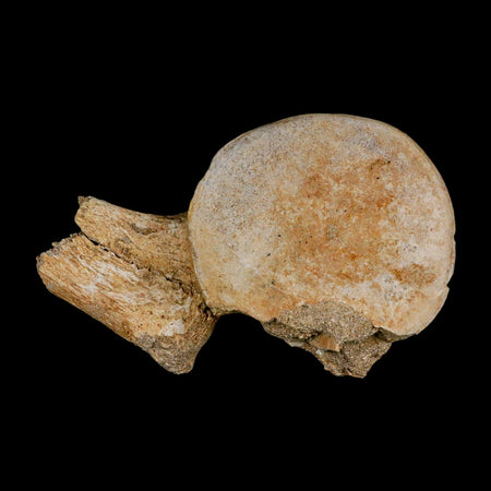 4.3" Plesiosaur Fossil Vertebrae Cretaceous Dinosaur Era Morocco Zarafasaura COA