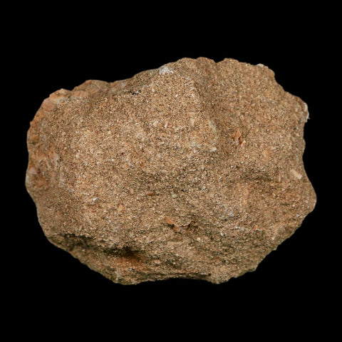 1.5" Plesiosaur Zarafasaura Tooth Fossil In Matrix Cretaceous Dinosaur Era COA - Fossil Age Minerals