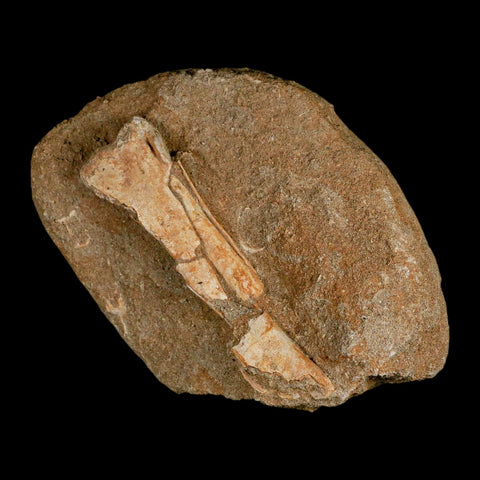 4.2" Pterosaur Tethydraco Regalis Fossil Bone Upper Cretaceous Morocco Stand COA - Fossil Age Minerals