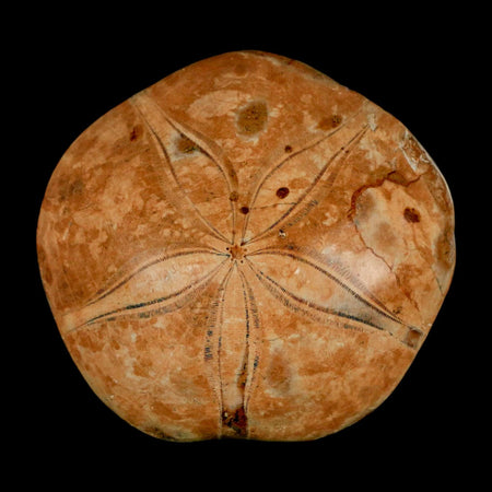 73MM Pygurus Marmonti Sea Urchin Fossil Sand Dollar Jurassic Age Madagascar