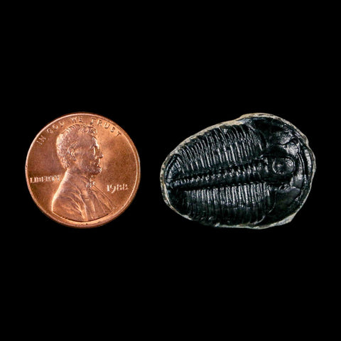 1" Elrathia Kingi Trilobite Fossil Utah Cambrian Age 521 Million Years Old COA