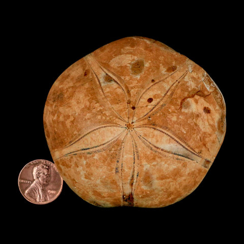 73MM Pygurus Marmonti Sea Urchin Fossil Sand Dollar Jurassic Age Madagascar - Fossil Age Minerals