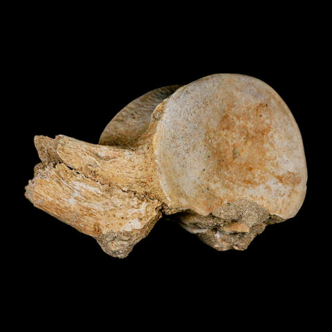 4.3" Plesiosaur Fossil Vertebrae Cretaceous Dinosaur Era Morocco Zarafasaura COA - Fossil Age Minerals