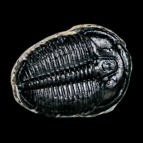 1" Elrathia Kingi Trilobite Fossil Utah Cambrian Age 521 Million Years Old COA