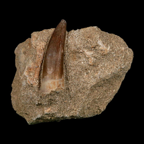 1.6" Plesiosaur Zarafasaura Tooth Fossil In Matrix Cretaceous Dinosaur Era COA - Fossil Age Minerals
