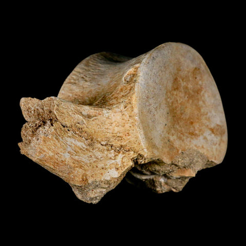 4.3" Plesiosaur Fossil Vertebrae Cretaceous Dinosaur Era Morocco Zarafasaura COA - Fossil Age Minerals