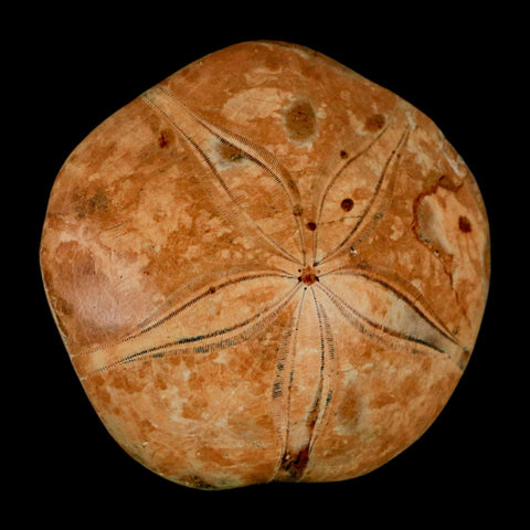 73MM Pygurus Marmonti Sea Urchin Fossil Sand Dollar Jurassic Age Madagascar - Fossil Age Minerals