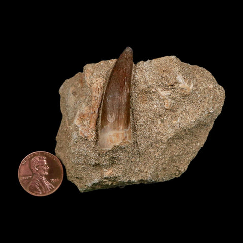 1.6" Plesiosaur Zarafasaura Tooth Fossil In Matrix Cretaceous Dinosaur Era COA - Fossil Age Minerals