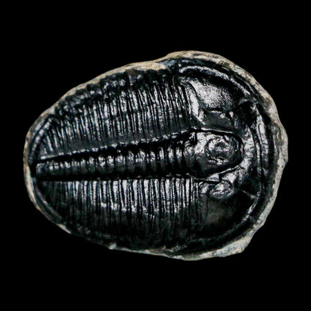 1" Elrathia Kingi Trilobite Fossil Utah Cambrian Age 521 Million Years Old COA