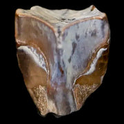 0.4" Edmontosaurus Dinosaur Fossil Tooth Lance Creek FM Wyoming COA Display