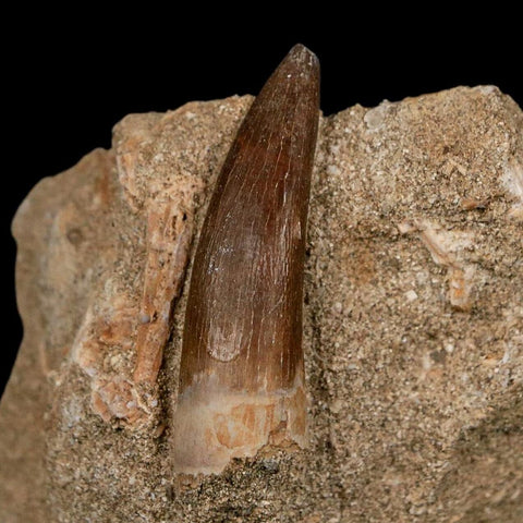 1.6" Plesiosaur Zarafasaura Tooth Fossil In Matrix Cretaceous Dinosaur Era COA - Fossil Age Minerals