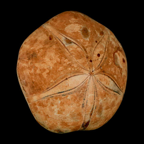 73MM Pygurus Marmonti Sea Urchin Fossil Sand Dollar Jurassic Age Madagascar - Fossil Age Minerals