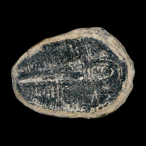 1" Elrathia Kingi Trilobite Fossil Utah Cambrian Age 521 Million Years Old COA