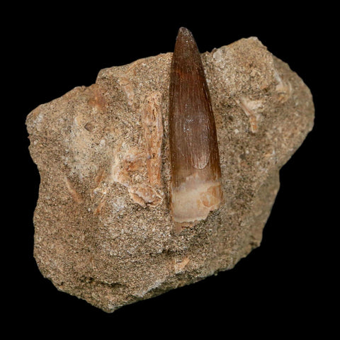 1.6" Plesiosaur Zarafasaura Tooth Fossil In Matrix Cretaceous Dinosaur Era COA - Fossil Age Minerals