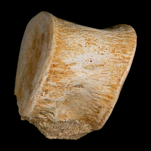 4.3" Plesiosaur Fossil Vertebrae Cretaceous Dinosaur Era Morocco Zarafasaura COA - Fossil Age Minerals