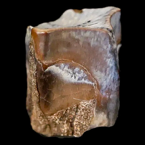 0.4" Edmontosaurus Dinosaur Fossil Tooth Lance Creek FM Wyoming COA Display - Fossil Age Minerals