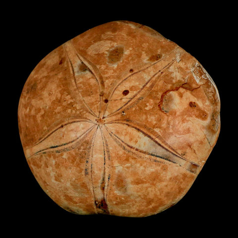 73MM Pygurus Marmonti Sea Urchin Fossil Sand Dollar Jurassic Age Madagascar - Fossil Age Minerals