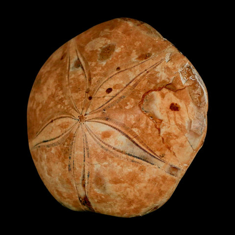 73MM Pygurus Marmonti Sea Urchin Fossil Sand Dollar Jurassic Age Madagascar - Fossil Age Minerals