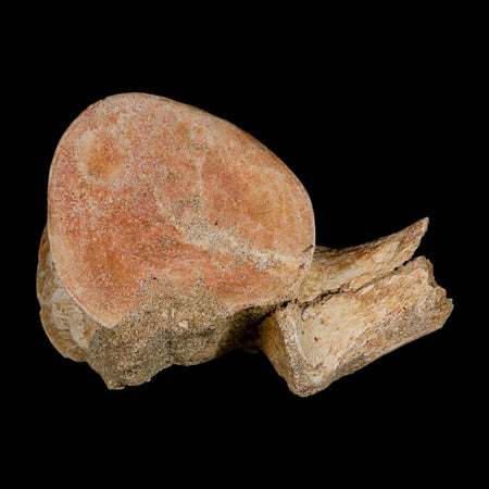 4.3" Plesiosaur Fossil Vertebrae Cretaceous Dinosaur Era Morocco Zarafasaura COA
