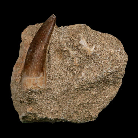 1.6" Plesiosaur Zarafasaura Tooth Fossil In Matrix Cretaceous Dinosaur Era COA - Fossil Age Minerals