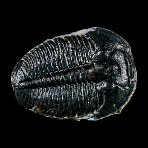 0.9" Elrathia Kingi Trilobite Fossil Utah Cambrian Age 521 Million Years Old COA