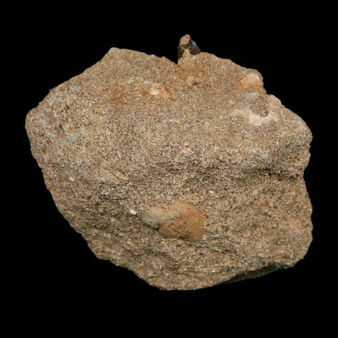 1.6" Plesiosaur Zarafasaura Tooth Fossil In Matrix Cretaceous Dinosaur Era COA - Fossil Age Minerals