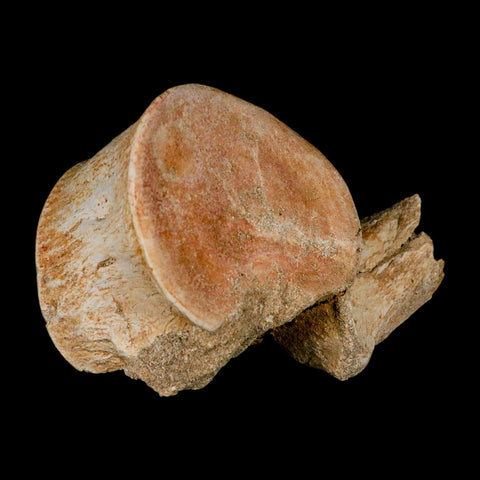 4.3" Plesiosaur Fossil Vertebrae Cretaceous Dinosaur Era Morocco Zarafasaura COA - Fossil Age Minerals