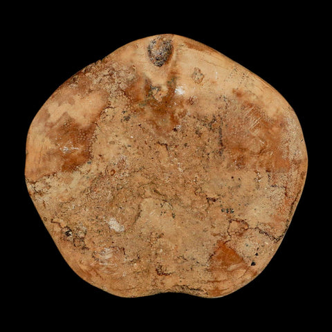 73MM Pygurus Marmonti Sea Urchin Fossil Sand Dollar Jurassic Age Madagascar - Fossil Age Minerals